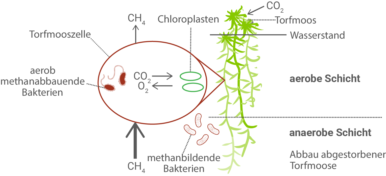 Diagramm eines Torfmoos-Querschnitts mit aerober/anaerober Schicht, Methan bildenden/abbauenden Bakterien und Gasaustausch.